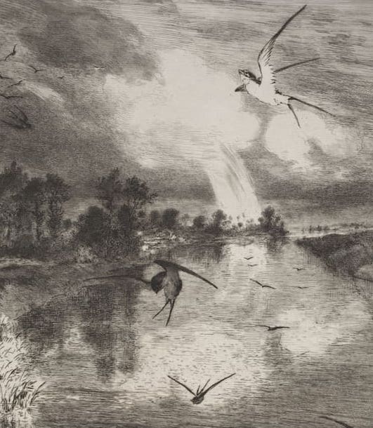 swallow