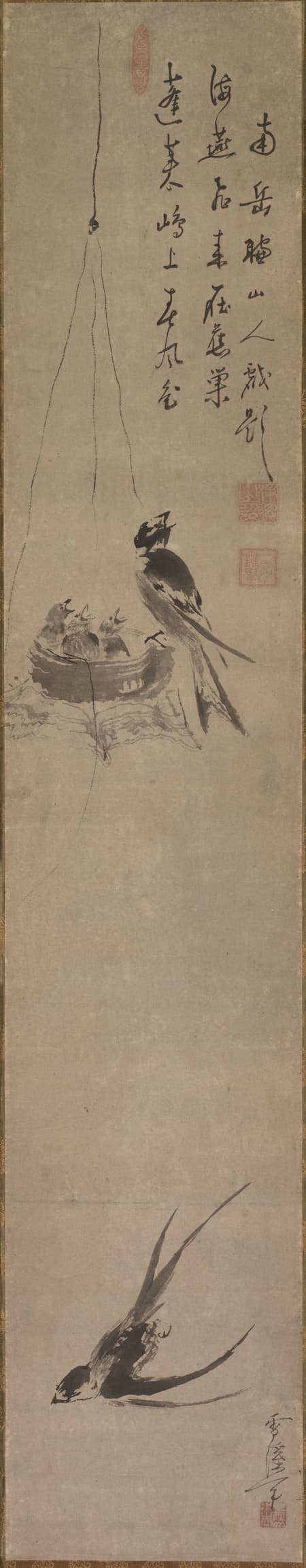 swallow