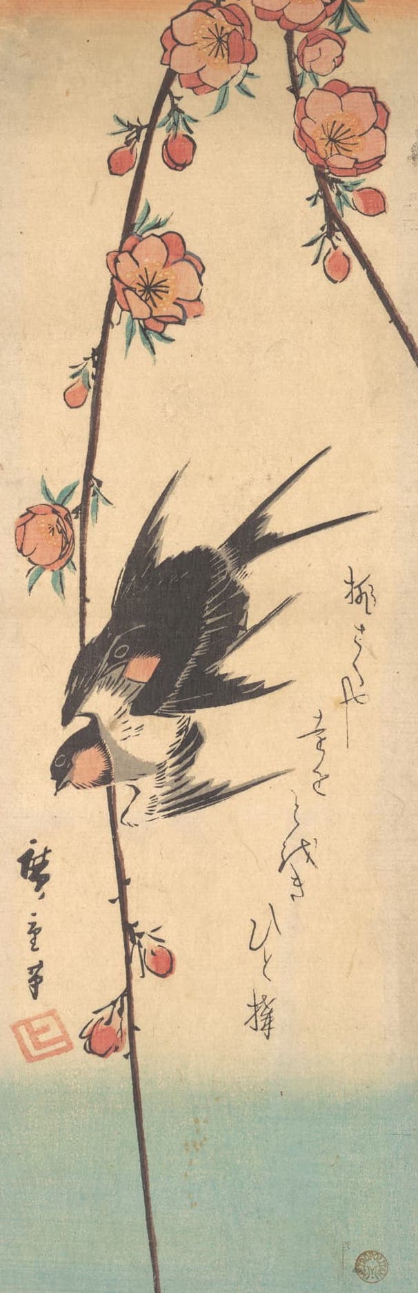 swallow