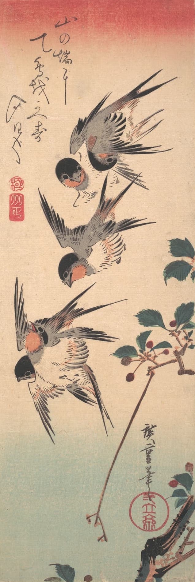 swallow